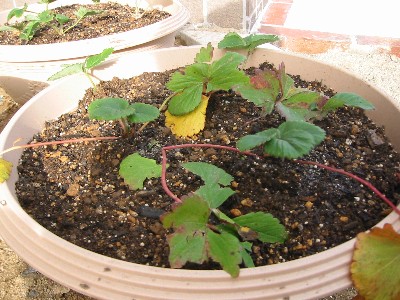 �������̔�