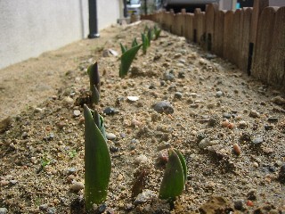 �`���[���b�v�̉�Ԃ�