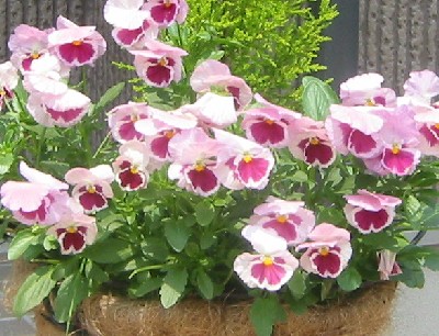 �p���W�[�̔��A��