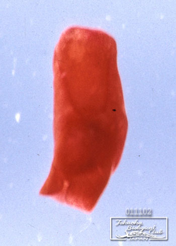 Philine rubrata Gosliner, 1988