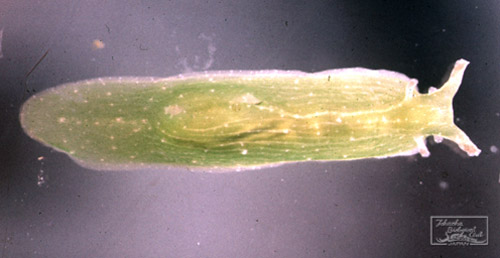 Petarifera punctulata (Tapparone-Canefri, 1874)