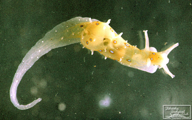 Stylocheilus longicauda (Quoy & Gaimard, 1824)