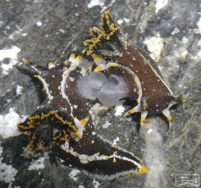 Polycera hedgpethi Er. Marcus, 1964