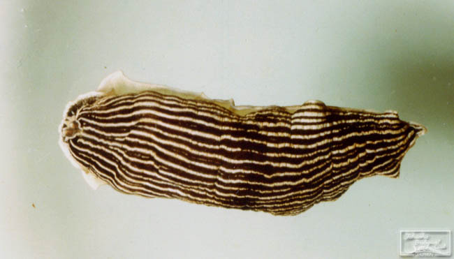 Armina comta (Bergh, 1880)
