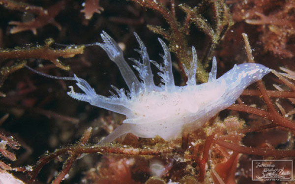 Pseudobornella orientalis Baba, 1932