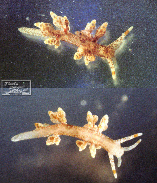 Eubranchus leopoldoi