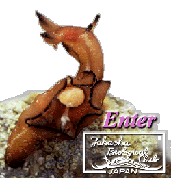 Enter Sea Slug World